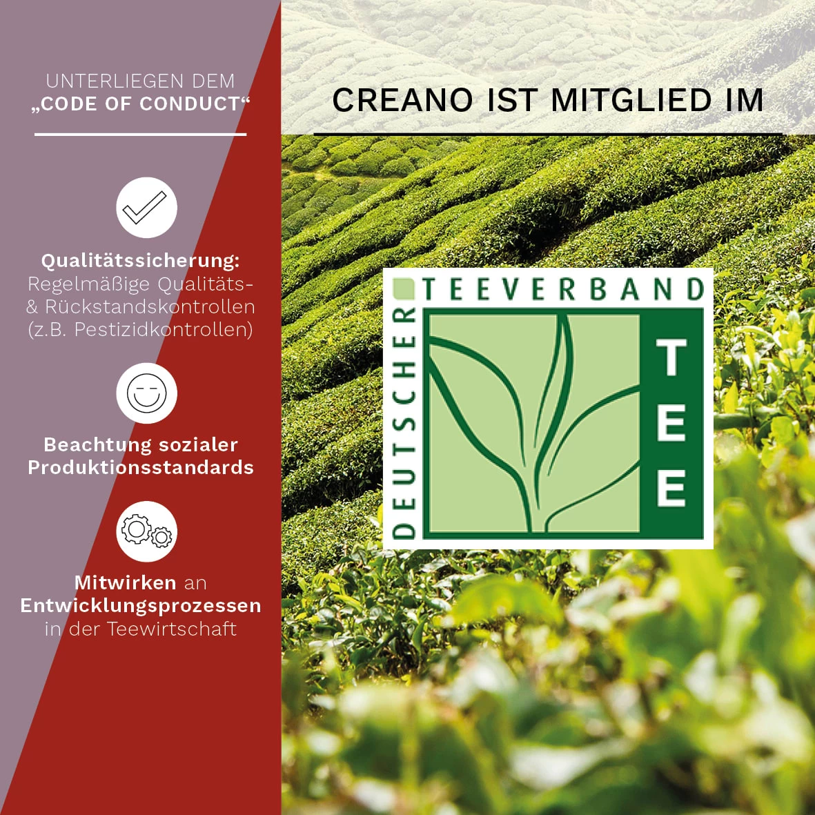 7tlg. Set: 6 Teeblumen "ErblühTee Weißer Und Schwarzer Tee" + 1 Teekanne 500ml – Bild 3