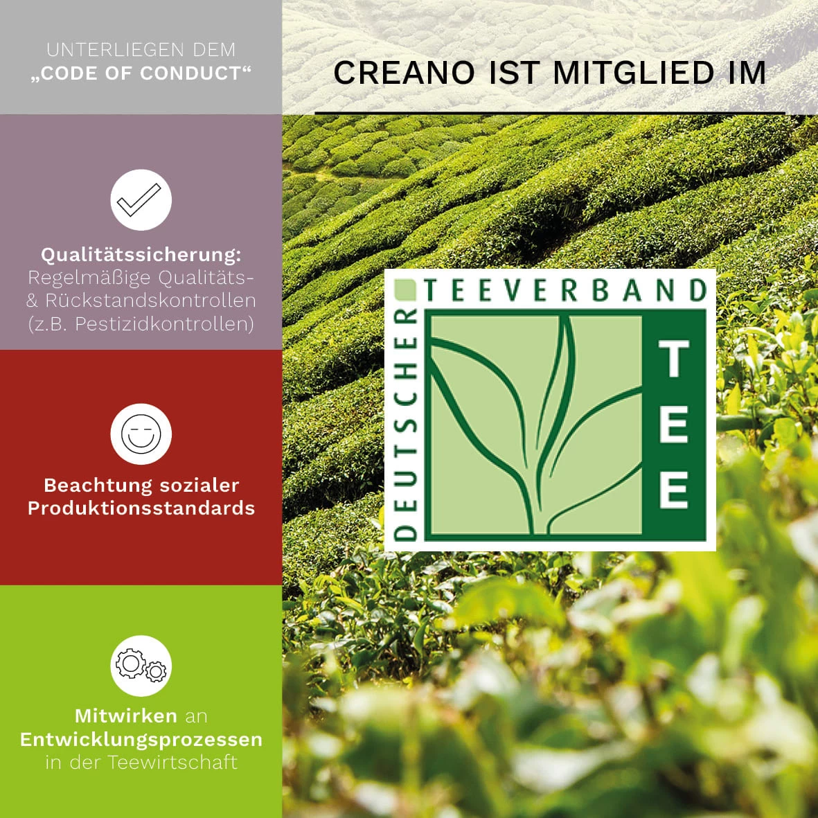 MIXED 6er Magnetbox Teeblumen Grüner/Weißer/Schwarzer Tee – Bild 3