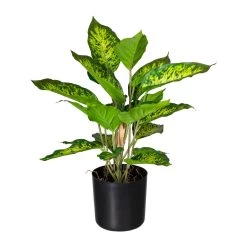 Deko-Pflanze Dieffenbachia Picta In Grün