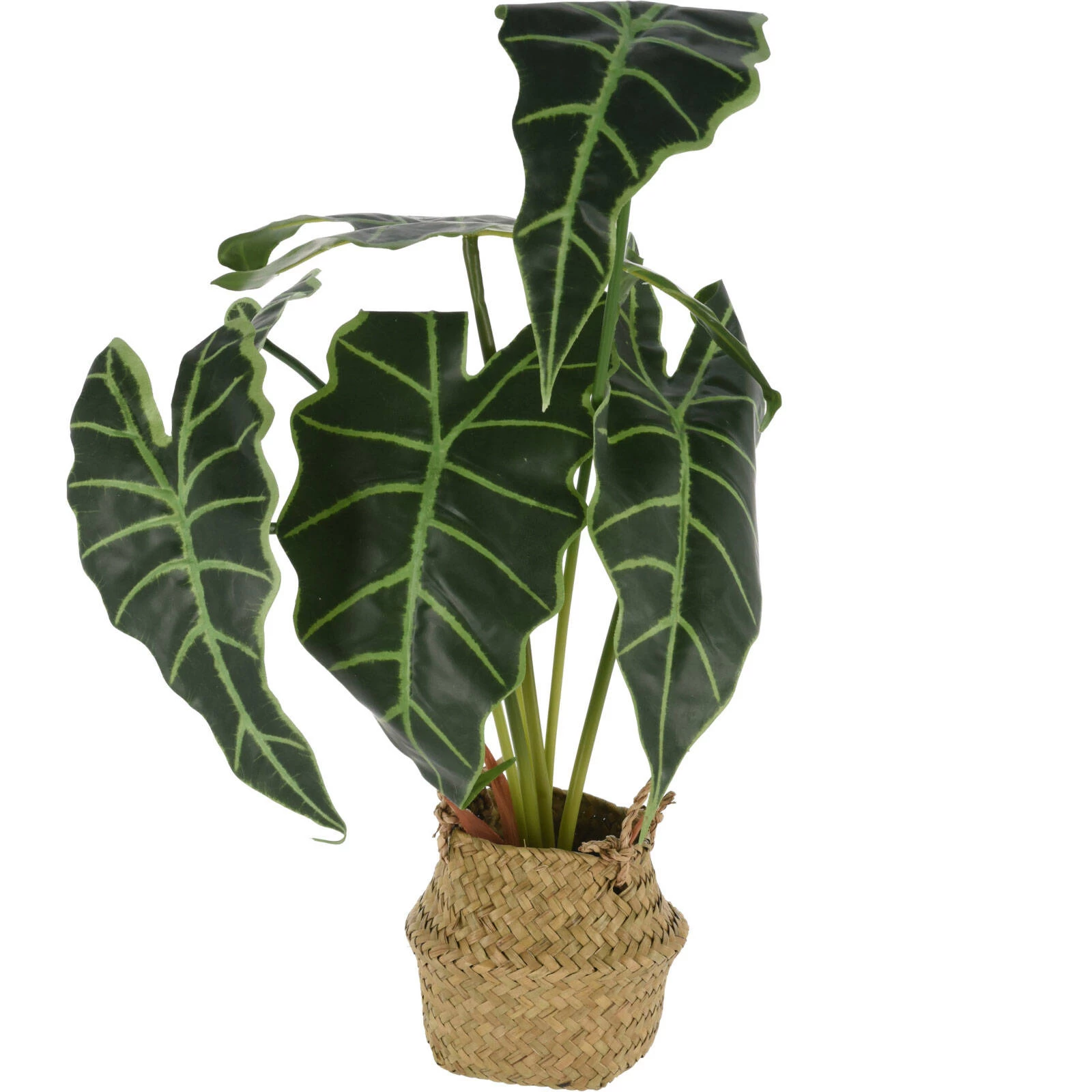 Kunstblume Alokasien In Grün