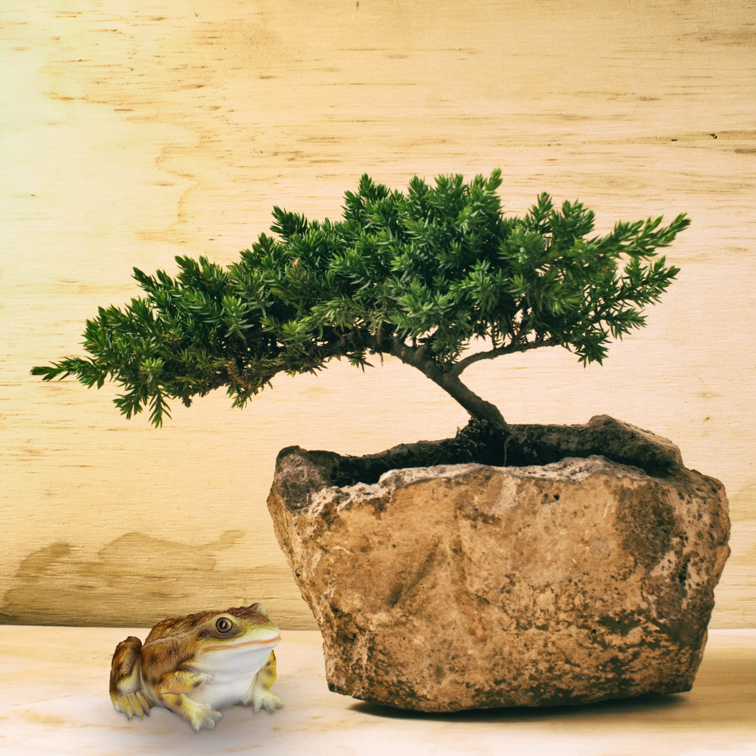 4x Froschfigur In Gelb – Bild 5