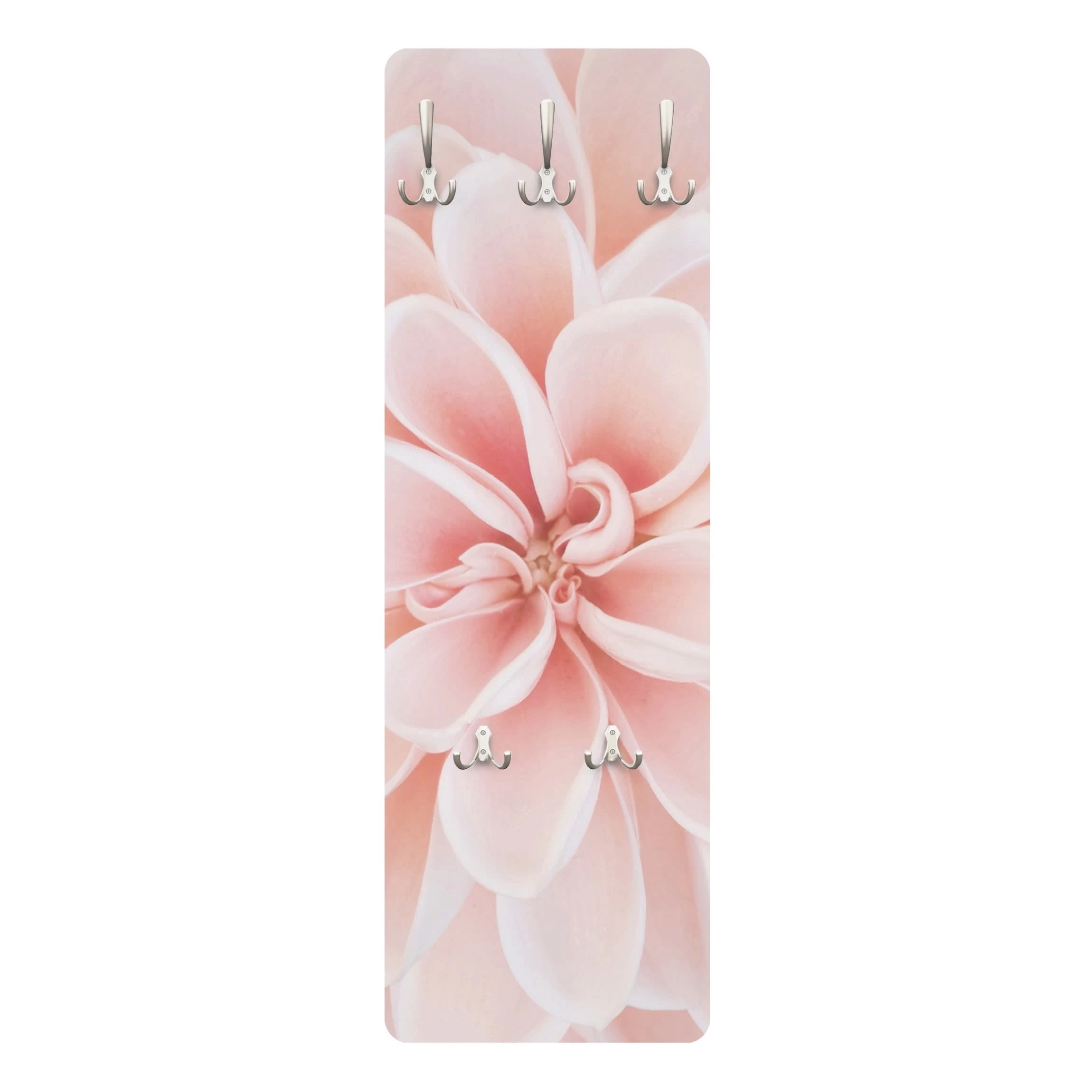 Garderobe - Dahlie In Pastellrosa In Pastell