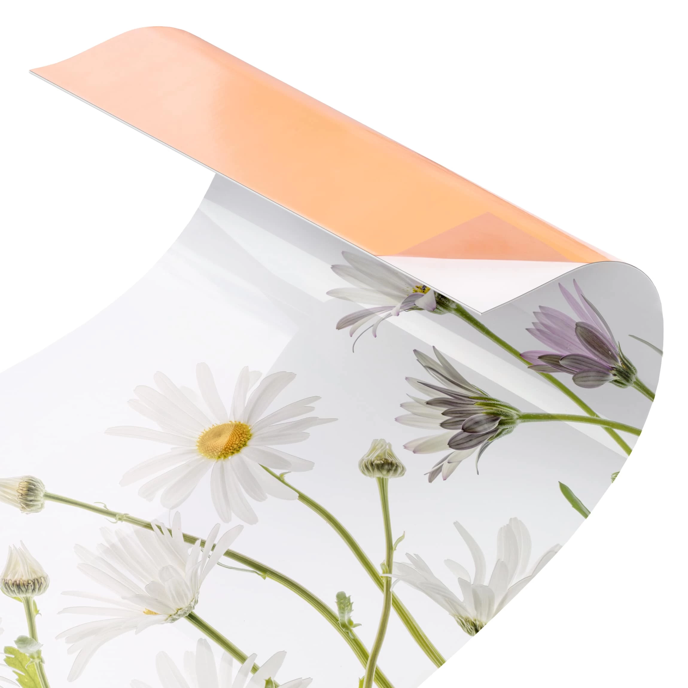 Küchenrückwand - Leichter Gänseblümchen Mix II In Weiß – Bild 5