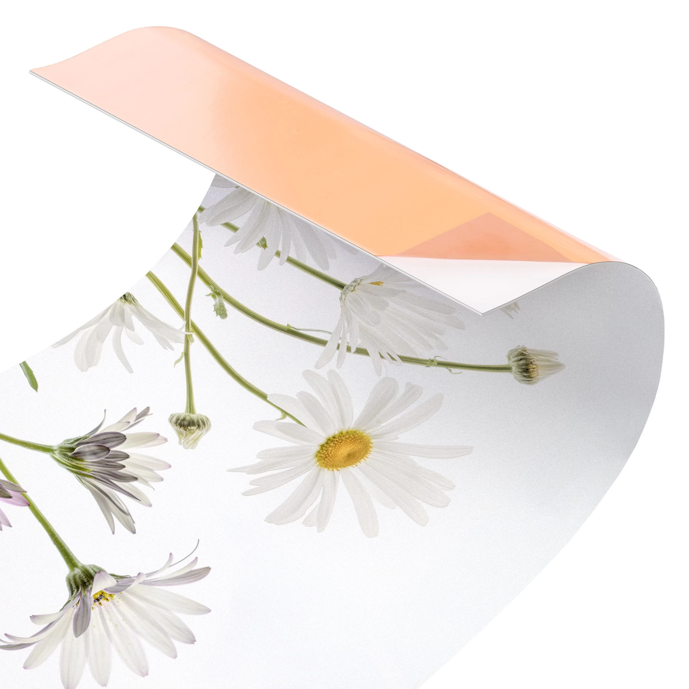 Küchenrückwand - Leichter Gänseblümchen Mix II In Weiß – Bild 6