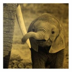 Leinwandbild Gold - Elefantenbaby In Schwarz-Weiß