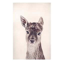 Leinwandbild - Reh Kitz Portrait In Braun