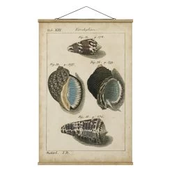 Stoffbild - Vintage Muschel Zeichnung Braun In Creme-Beige